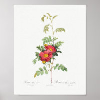 Flor de Rosa alpino Rosa rosa vintage floral