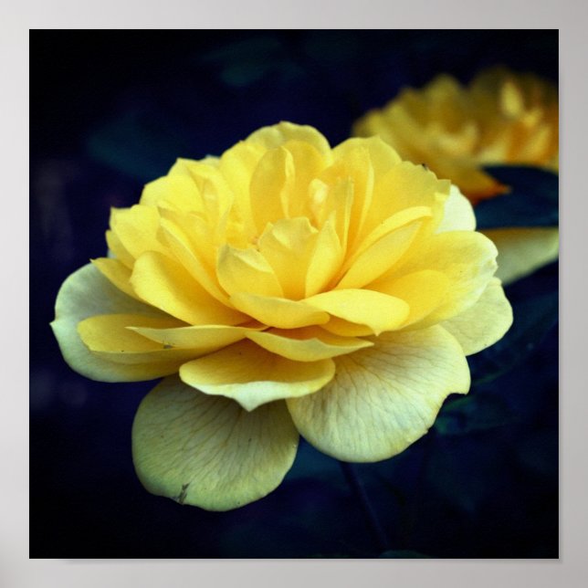 Póster Flor De Rosa Amarilla En Bloom Completo (Frente)