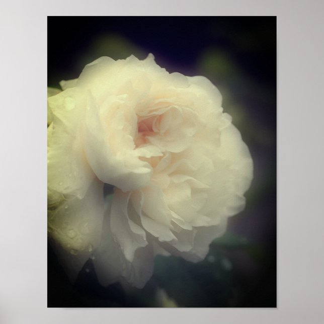 Póster Flor De Rosa Blanca En Bloom Completo (Frente)