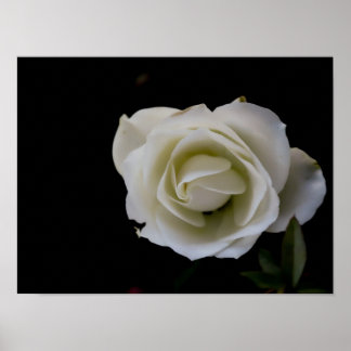 Póster Flor de rosa blanca sobre fondo negro