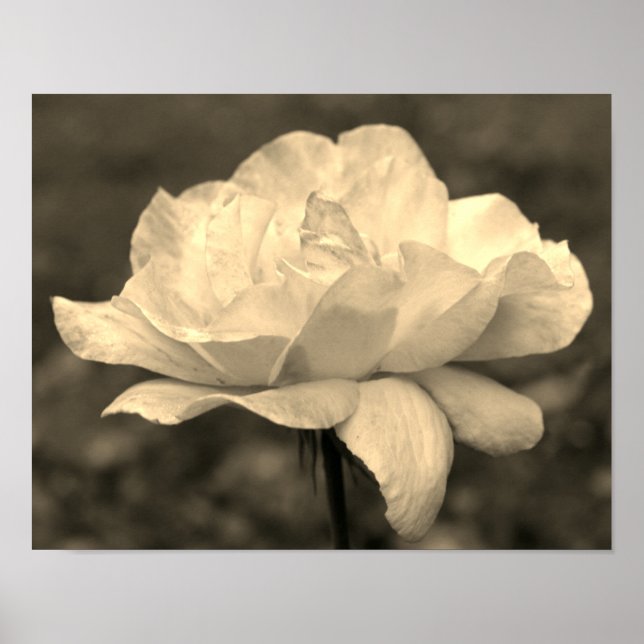 Póster Flor De Rosa Celestial En Tinta Sepia (Frente)