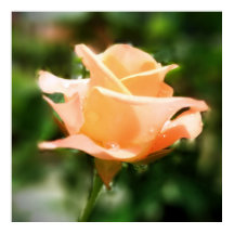 Flor de Rosa de época