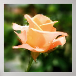 Póster Flor de Rosa de época