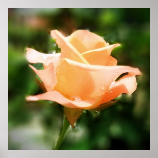Póster Flor de Rosa de época (Frente)