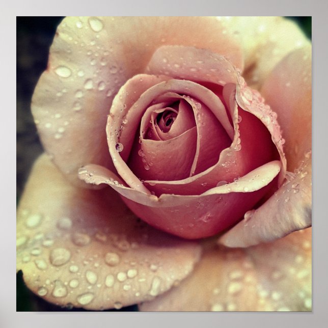 Póster Flor de Rosa de Koko Loco (Frente)
