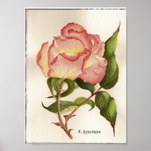 Póster Flor de rosa de pino y melocotón acuarela botánica