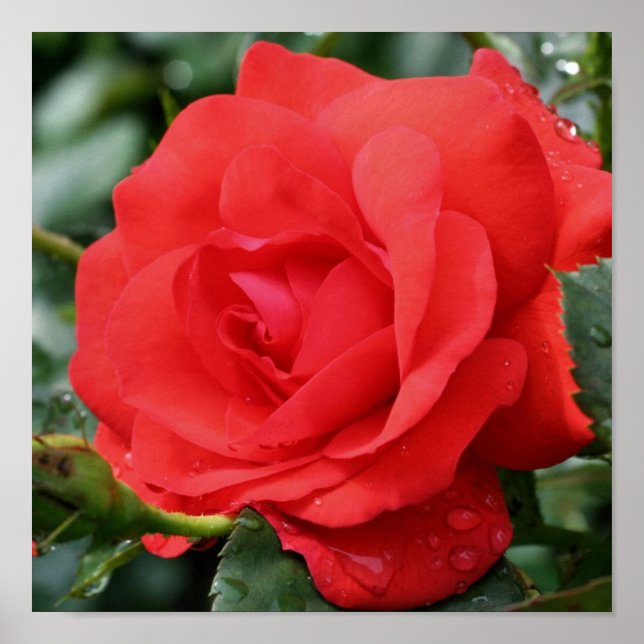 Póster Flor De Rosa Roja En Blogueo Con Lluvias (Frente)