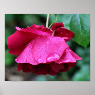 Póster Flor De Rosa Roja Y Gotas De Lluvia