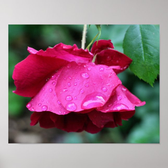 Póster Flor De Rosa Roja Y Gotas De Lluvia (Frente)