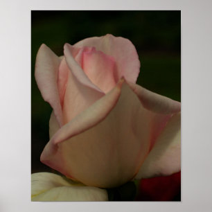 Póster Flor de Rosebud tintada