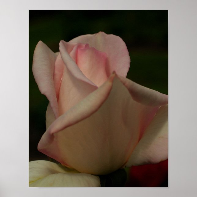 Póster Flor de Rosebud tintada (Frente)