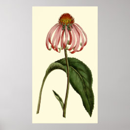 Póster Flor de Rubibeckia púrpura