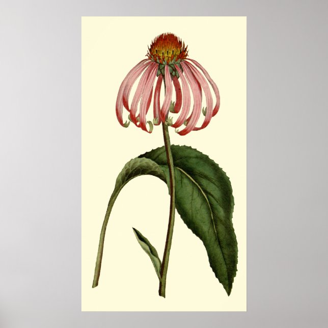 Póster Flor de Rubibeckia púrpura (Frente)