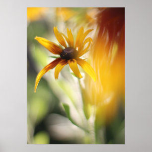 Póster Flor de Rudbeckia amarilla