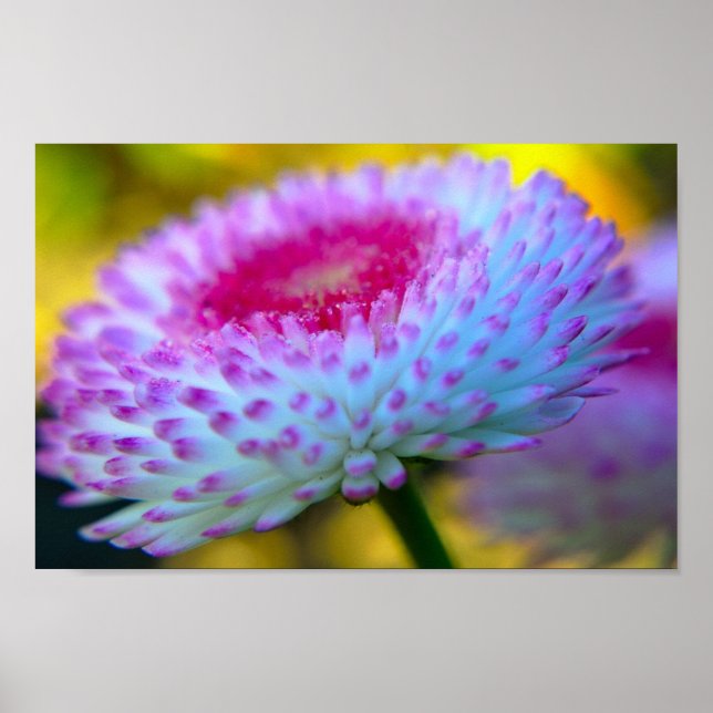 Póster Flor de sangre (Frente)
