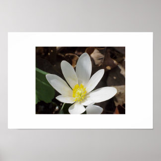 Póster Flor de sangre