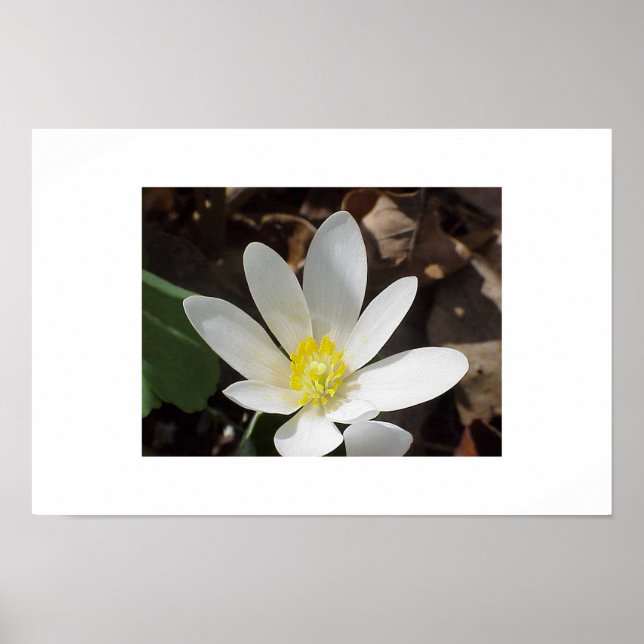Póster Flor de sangre (Frente)
