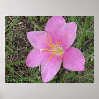 Póster Flor de Santa Cruz