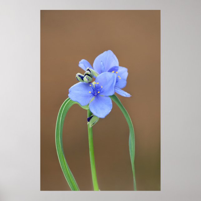 Póster Flor de Spiderwort (Frente)