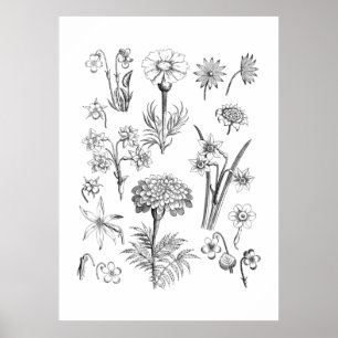 Póster Flor de tatuajes y Ilustracion de plantas