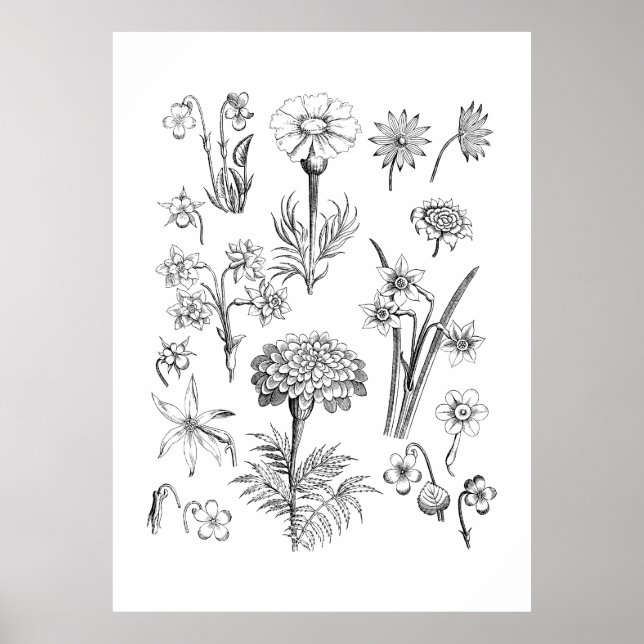 Póster Flor de tatuajes y Ilustracion de plantas (Frente)