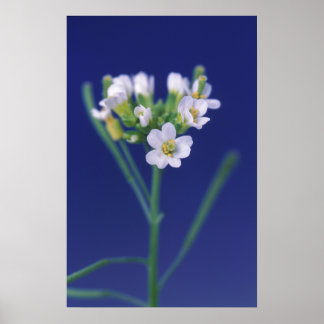 Póster Flor de Thaliana