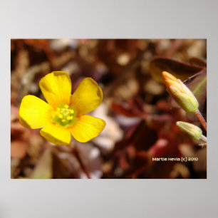 Póster Flor de trineo rojo