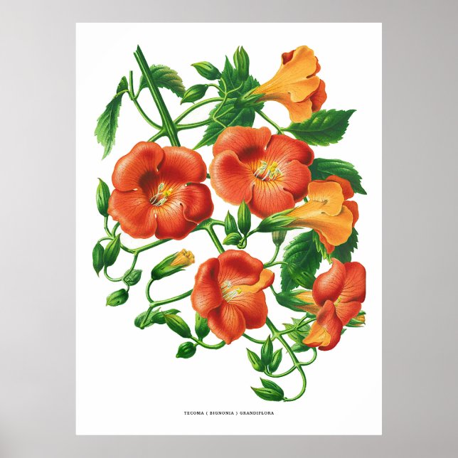 Póster Flor de trompeta Naranja de cosecha (Frente)