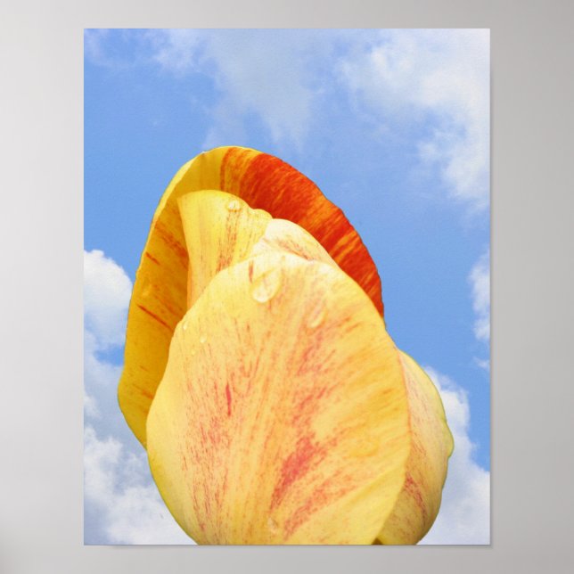 Póster Flor De Tulipán Amarillo En Cielo Azul (Frente)