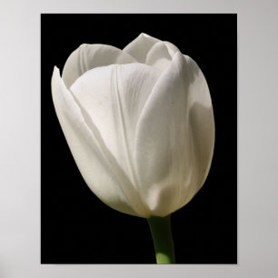 Póster Flor De Tulipán Blanco A La Luz Del Sol