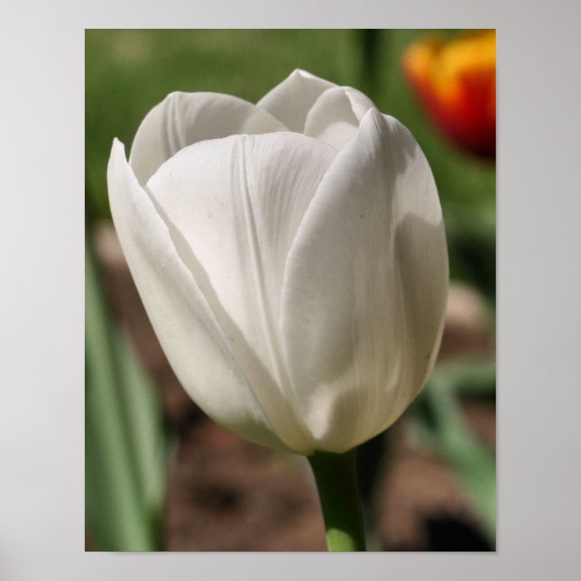 Póster Flor De Tulipán Blanco A La Luz Del Sol (Frente)