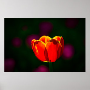 Póster Flor de tulipán rojo