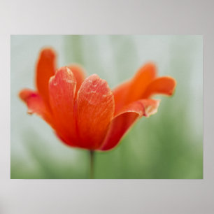 Póster Flor de Tulipán Rojo Fotografía de Naturaleza en P