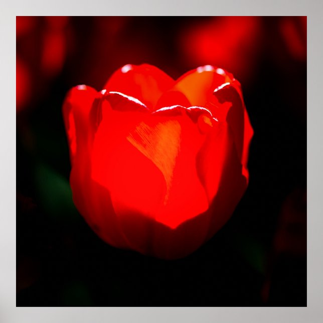 Póster Flor de tulipán rojo - Fuego (Frente)