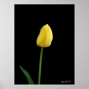 Póster flor de tulipano amarillo