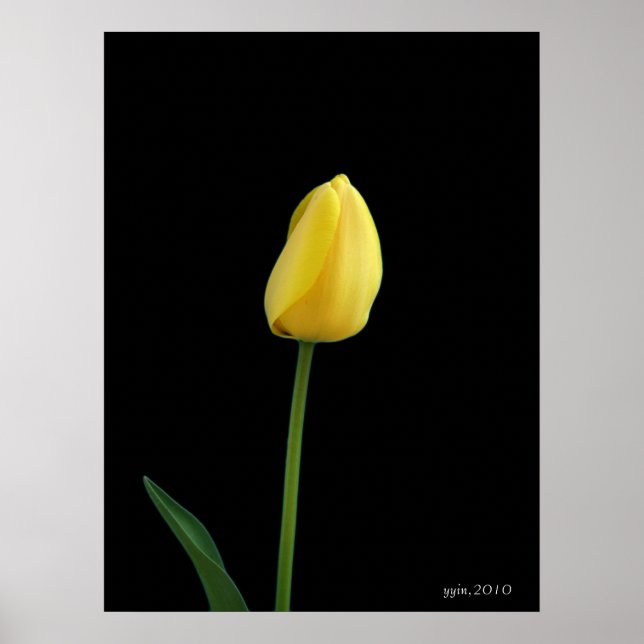 Póster flor de tulipano amarillo (Frente)