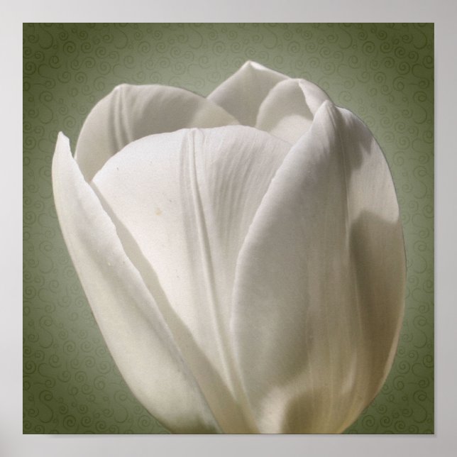 Póster Flor de tulipano blanco simple (Frente)