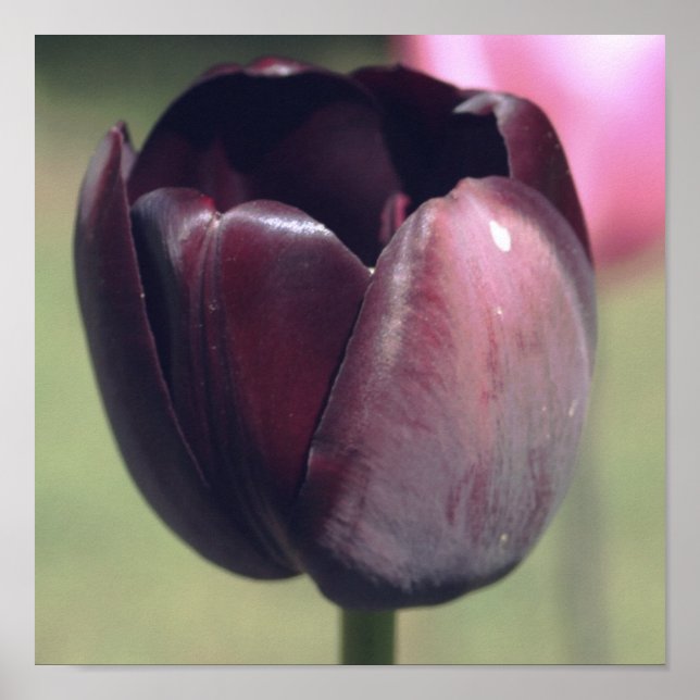 Póster Flor de tulipano morado oscuro (Frente)