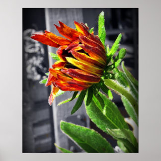 Póster Flor de verano