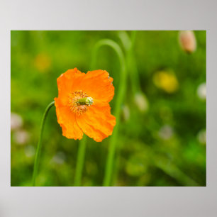 Póster Flor de verano en flor de amapola naranja sobre fo
