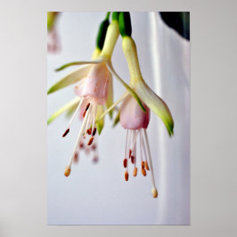 Póster Flor de verano Fuchsia Hawkshead blanco