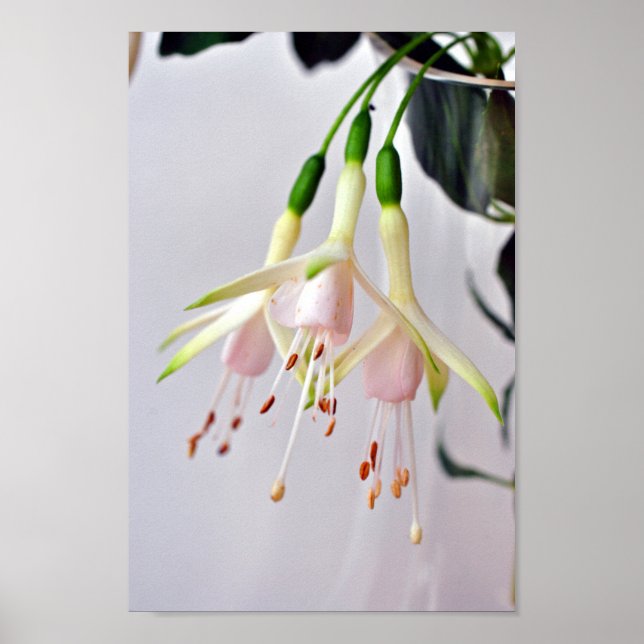 Póster Flor de verano Fuchsia Hawkshead blanco (Frente)