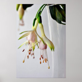 Póster Flor de verano Fuchsia Hawkshead blanco