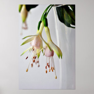 Póster Flor de verano Fuchsia Hawkshead blanco