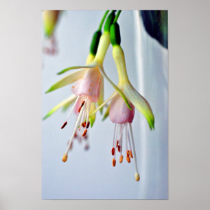Póster Flor de verano Fuchsia Hawkshead blanco