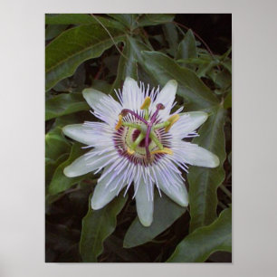 Póster Flor de Vino Fruta de Pasión