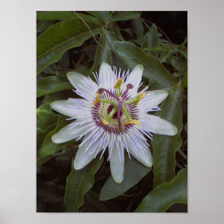 Póster Flor de Vino Fruta de Pasión