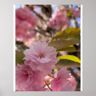 Póster Flor de Yaezakura rosa