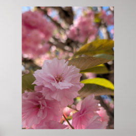 Póster Flor de Yaezakura rosa