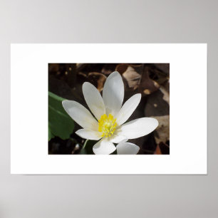 Póster Flor del Bloodroot